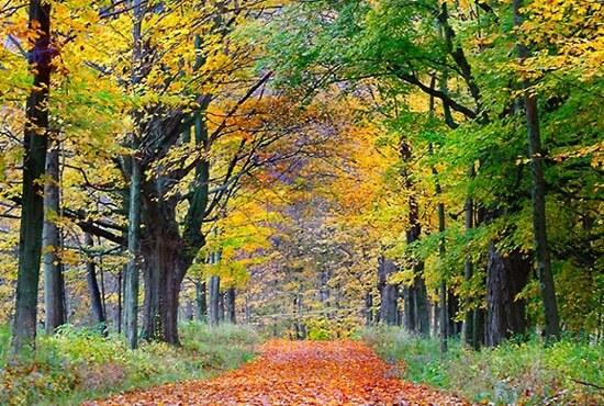 Hiking trails at Bousquet Mountain