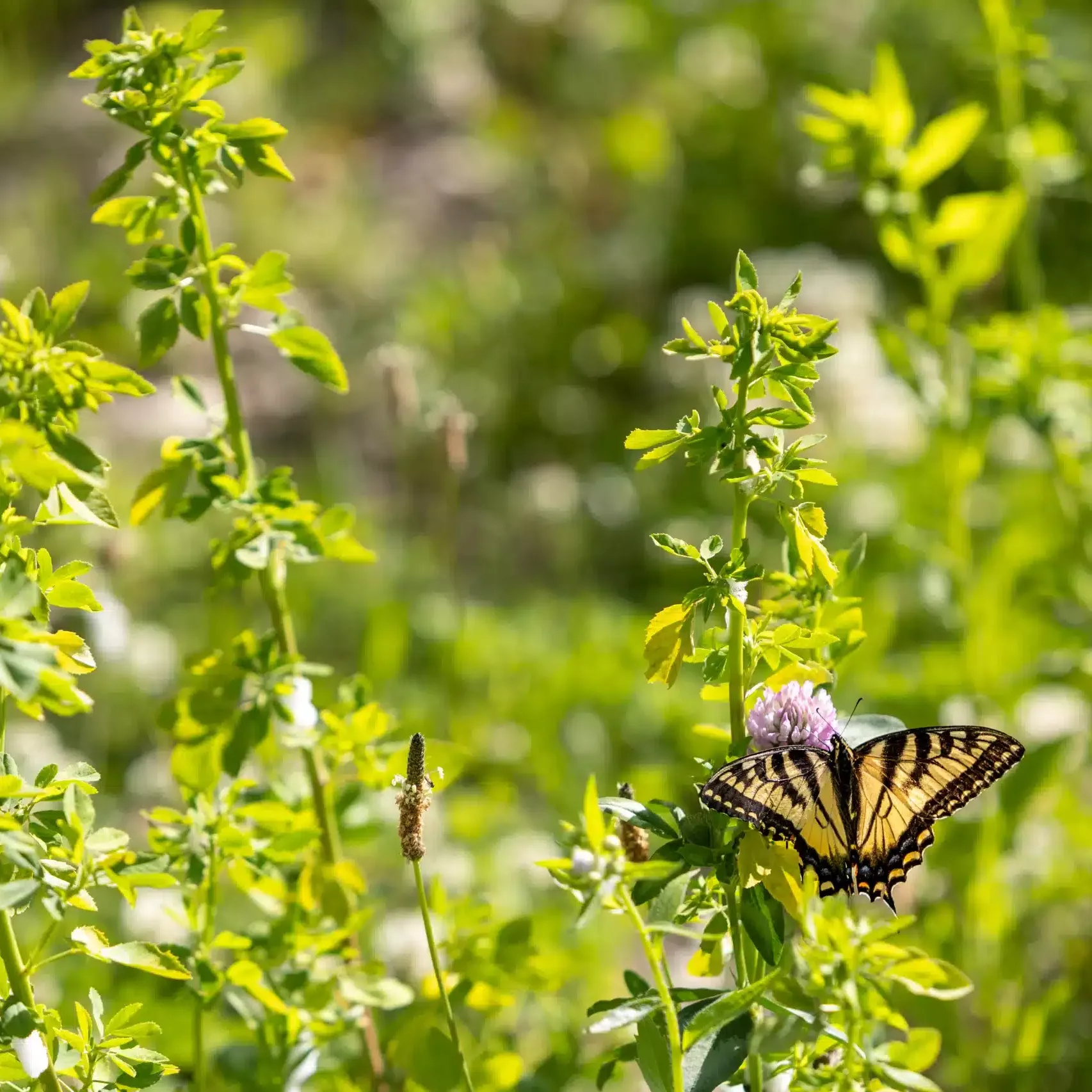 Butterflies and flowers on the hiking trails at Bousquet Mountain