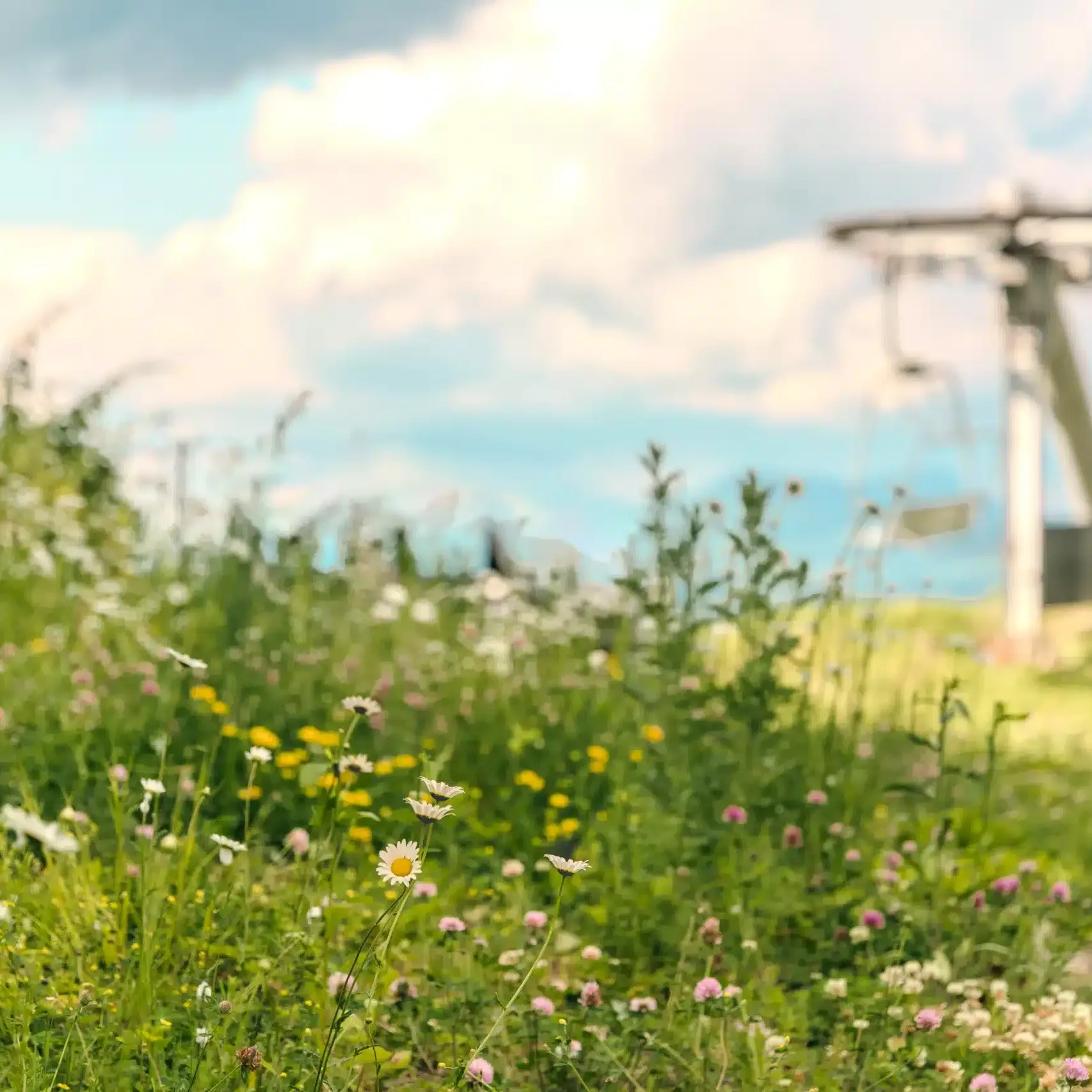 Flowers on the mountain top on the hiking trails at Bousquet Mountain